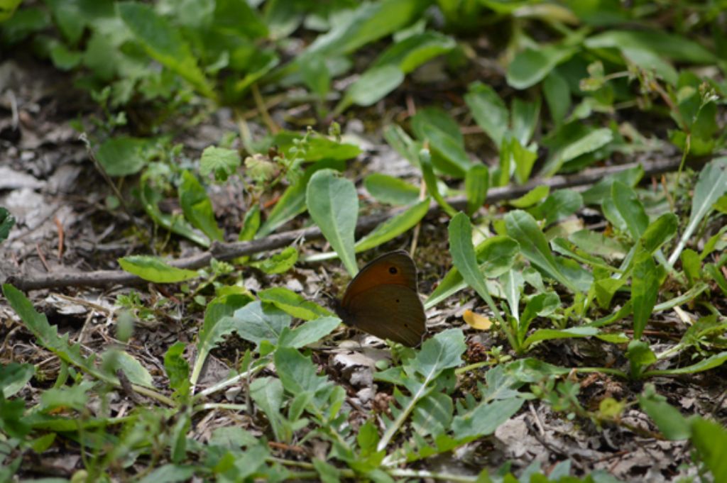 da identificare - Maniola jurtina, Nymphalidae Satyrinae